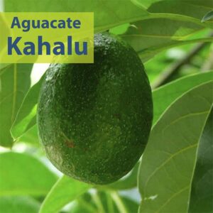 Aguacate Kahalu