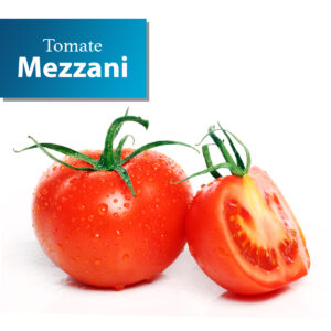 Tomate Mezzani 1x1