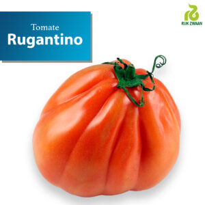 Tomate RUGANTINO RZ 1x1